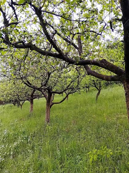 Teren de 8500 mp, în Poiana Aiudului