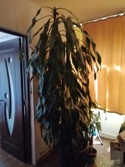 Apartament cu 3 camere semidecomandat în Moroasa 2