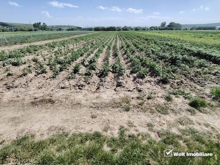 Teren agricol extravilan de 10000 mp, în Jucu de Mijloc