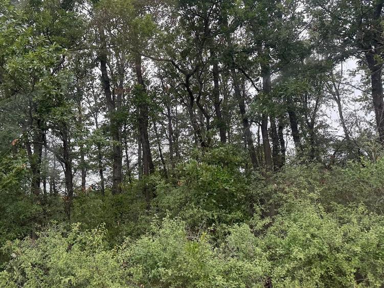 Teren de 174000 mp, în Buteni