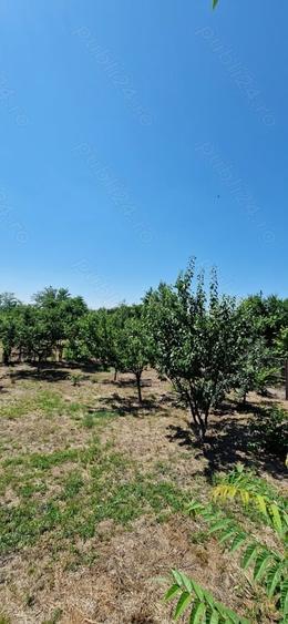 Teren de 1837 mp, în Grădiștea