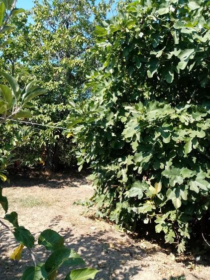 Casă cu 3 camere în Tohani
