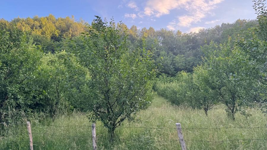 Teren Construcții intravilan de 4330 mp, în Malu cu Flori