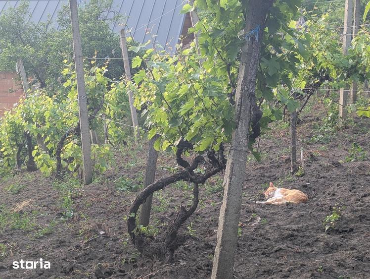 Casă cu 6 camere cu Teren 12900 Mp în Cotnari