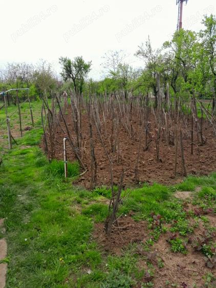 Casă cu 3 camere cu Teren 2110 Mp în Sud