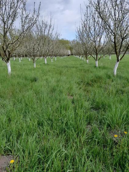 Teren agricol extravilan de 3900 mp, în Lunca Oltului