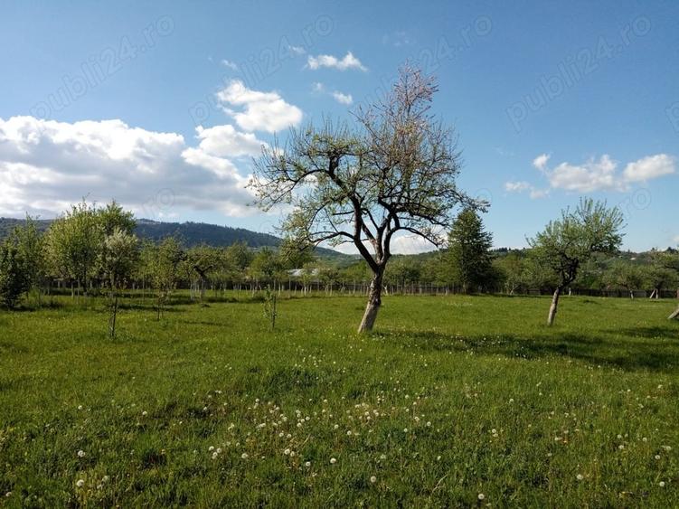 Teren intravilan la munte, in Nereju, Vrancea - 6