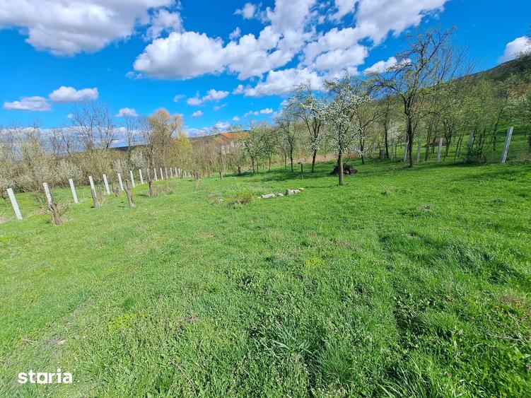 Teren de 3600 mp, în Berghin