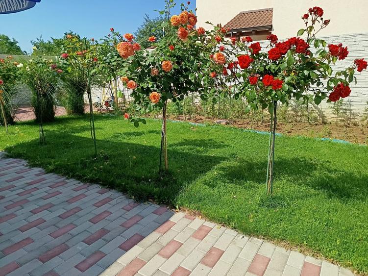 Casă individuală cu 5 camere cu Canalizare în Giroc