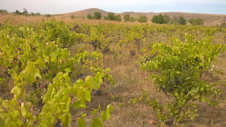 Teren de 8700 mp, în Măgurele