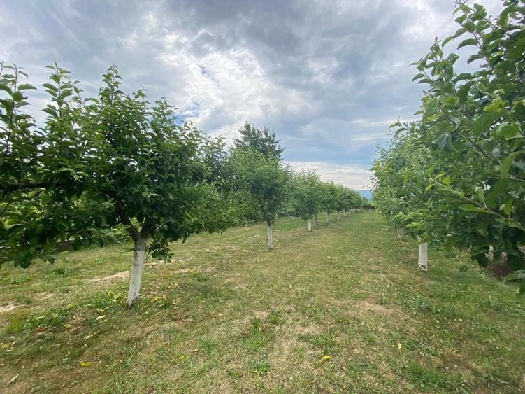 Casă individuală cu 5 camere cu Canalizare în Crucea de Jos
