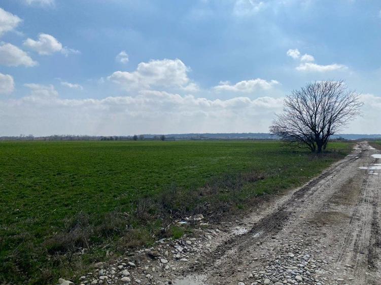 Teren Construcții intravilan de 2909 mp, în Gruiu