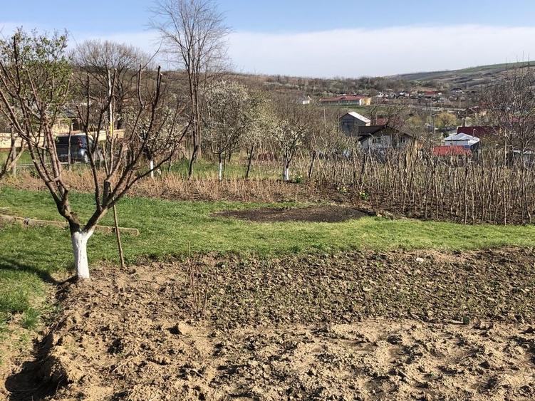 Teren de 5000 mp, în Miroslava