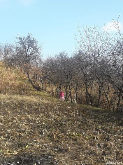 Teren intravilan sat Bratesti,com Barsanesti PRET NEGOCIABIL - 1