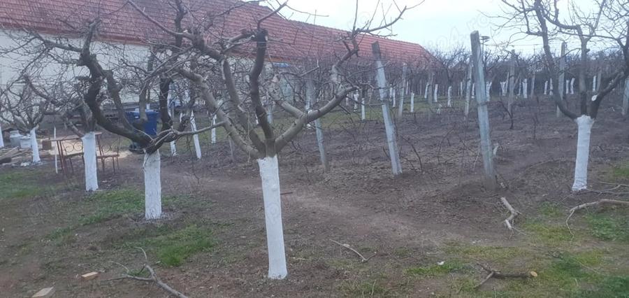Teren de 966 mp, în Păuca