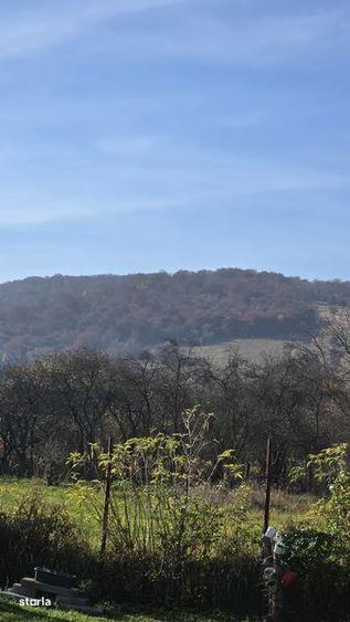 Teren de 30000 mp, în Moldovenești