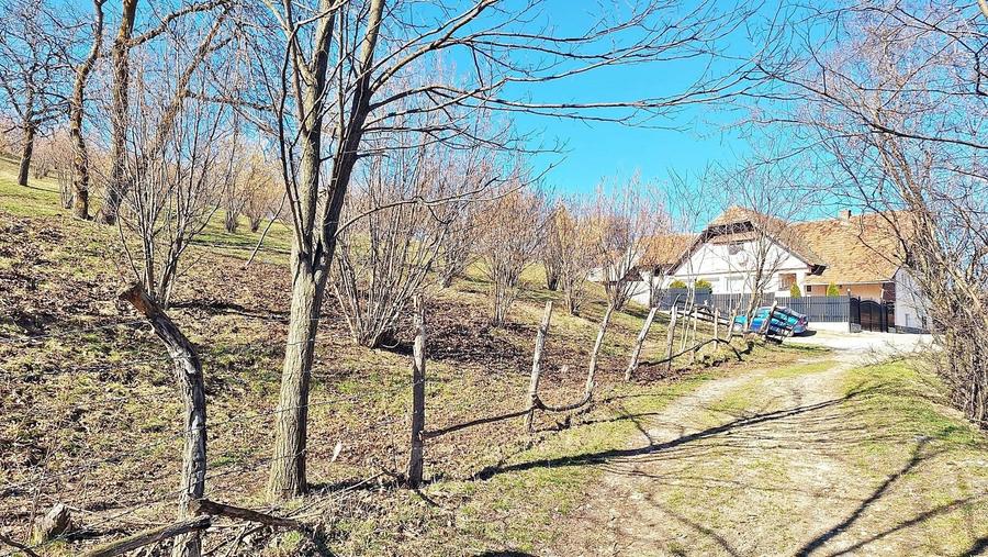 Teren Construcții extravilan de 17000 mp, în Tohanu Nou