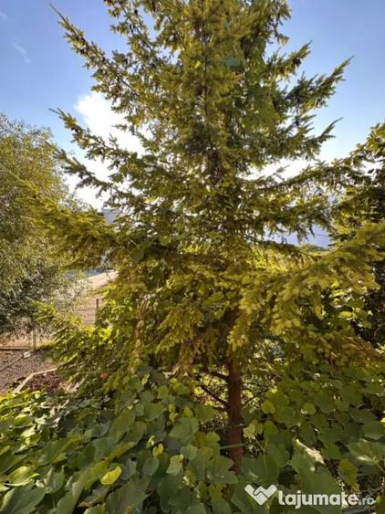 Casă cu 5 camere cu Teren 750 Mp în Central