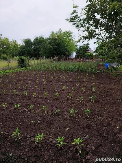 Casă cu 6 camere cu Teren 1000 Mp în Turnu Măgurele