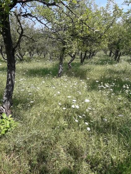 Teren Construcții extravilan de 8500 mp, în Calea Moldovei