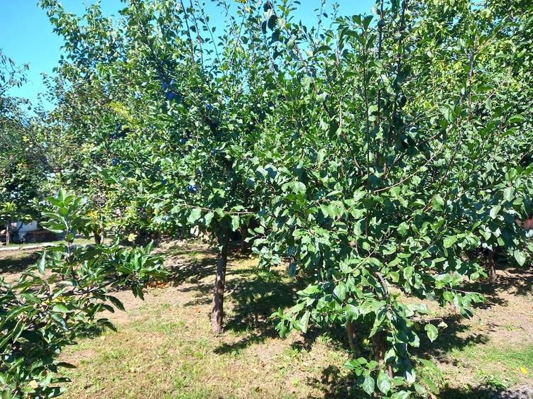 Casă cu 4 camere cu Teren 3590 Mp în Colceag