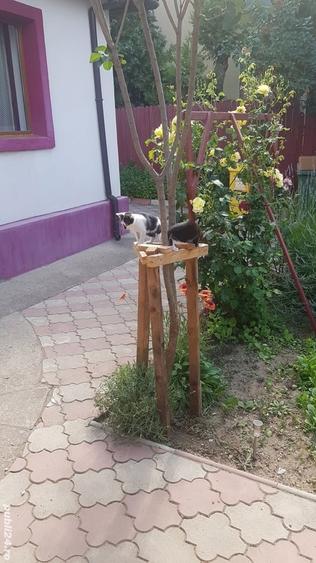 Casă cu 4 camere cu Teren 525 Mp în Costinești