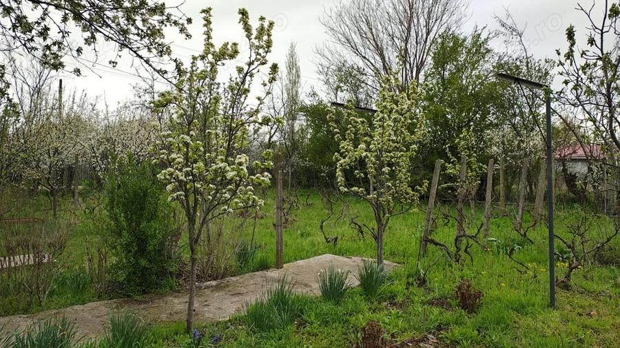 Teren Boldu, jud Buzau, pentru casa cu vie ?i pomi fructiferi - 6