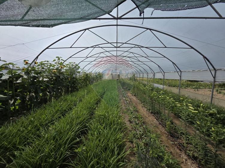 Casă individuală cu 4 camere cu Teren 2229 Mp în Biliești