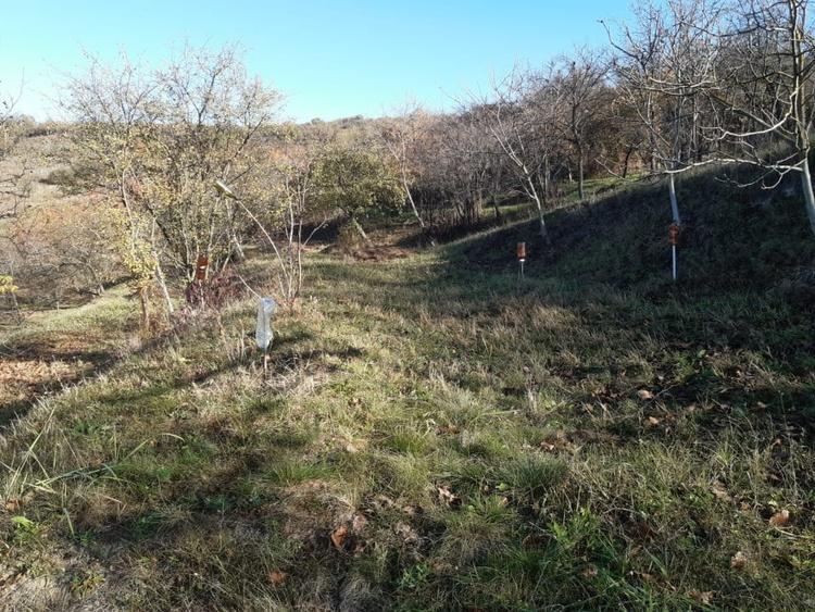 Teren agricol extravilan de 4460 mp, în Podgoria