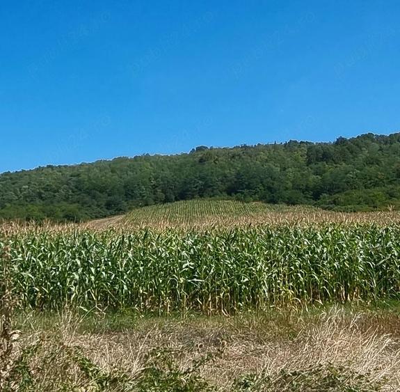Teren de 2402 mp, în Apoldu de Jos