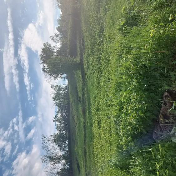 Casă cu 3 camere cu Teren 1350 Mp în Cervenița