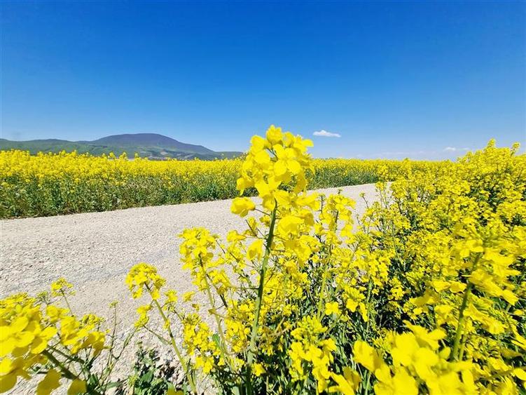 Teren agricol intravilan de 47.576999664307 mp, în Central