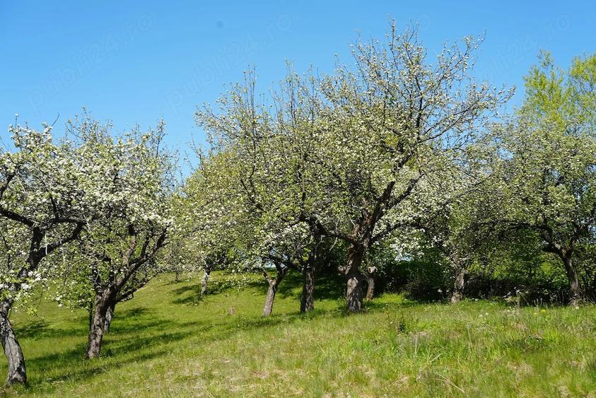 Teren de 10000 mp, în Breb