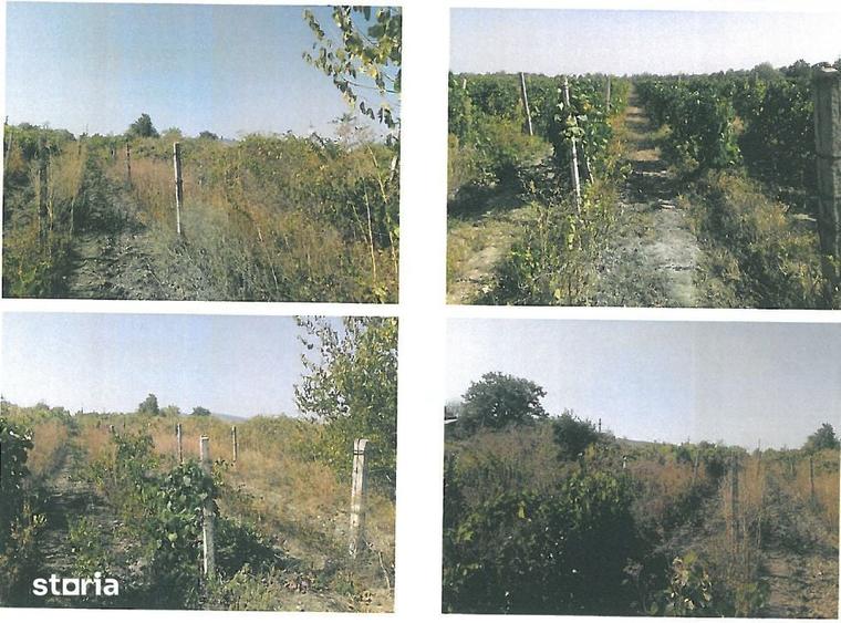 Teren de 5800 mp, în Vârteșcoiu