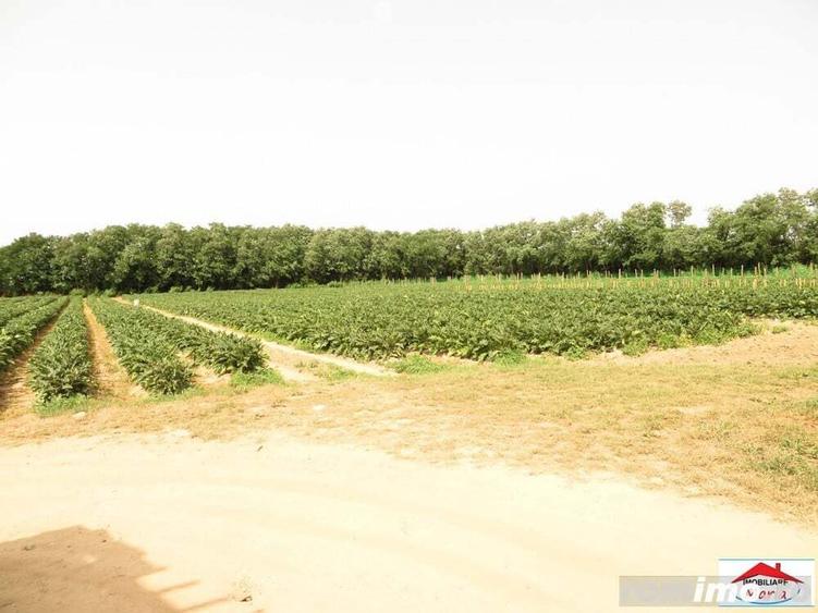 Casa cu teren 4,3 hectare in Livada ( ID 22148) - 6