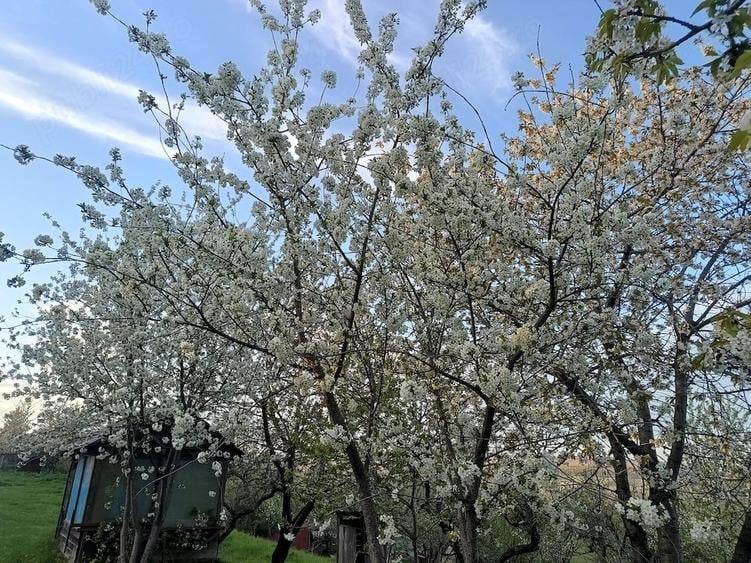 Teren de 2000 mp, în Adâncata