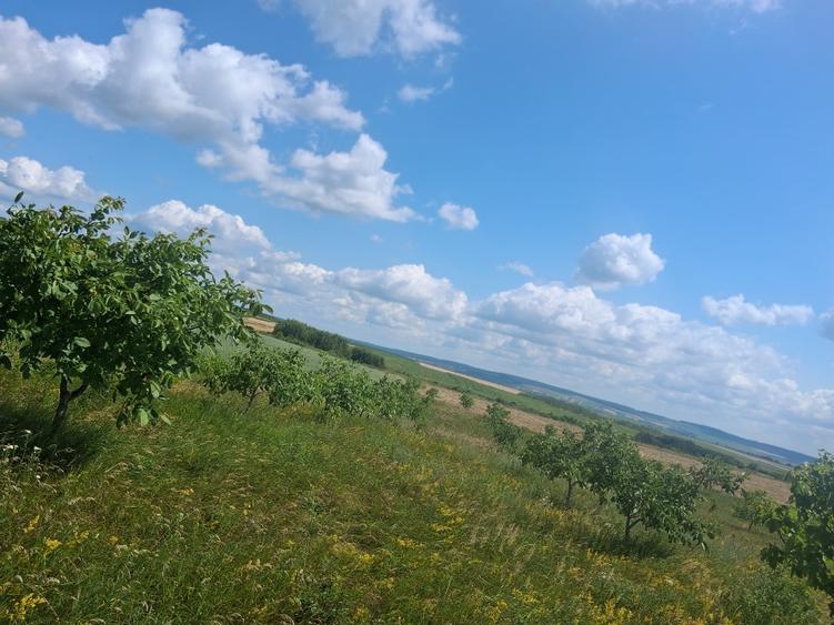Vâd livadă de nuci - 5