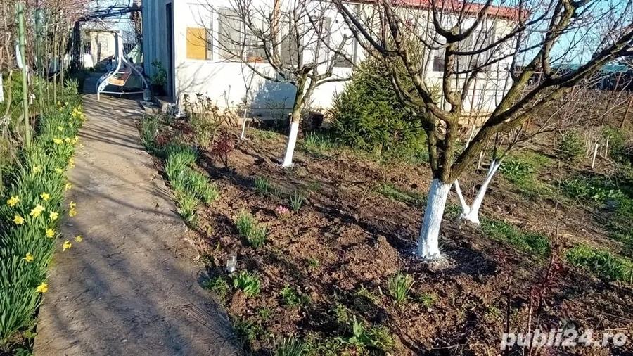 Casă cu 1 camere cu Teren 2036 Mp în Cotorca