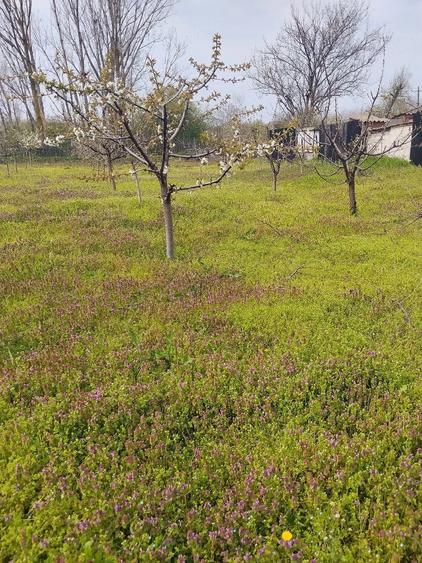 Teren de 1300 mp, în Castranova