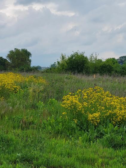Teren agricol intravilan de 756 mp, în Izvorani