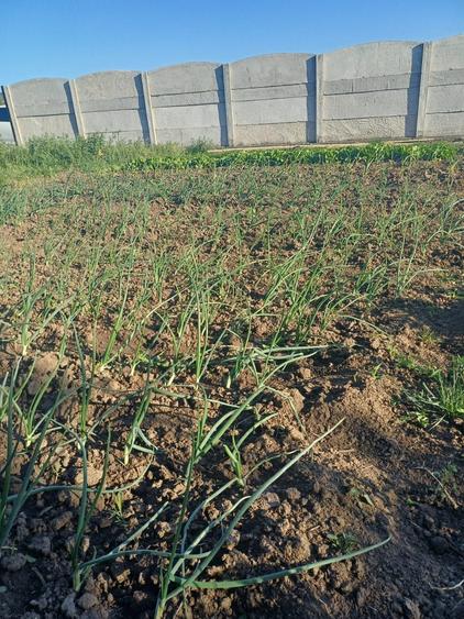 Teren de 425 mp, în Șimnicu de Sus