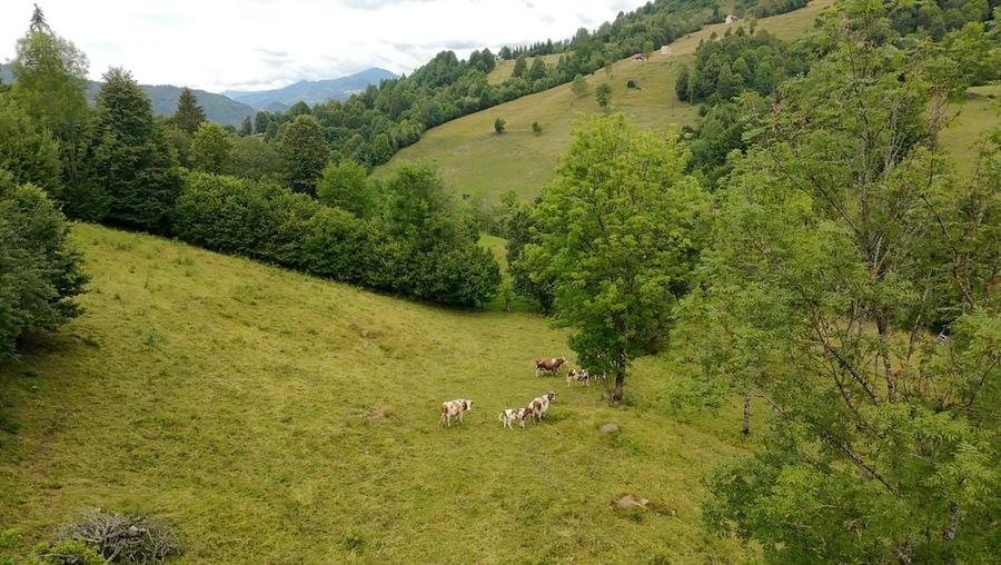 Teren de 30000 mp, în Șanț