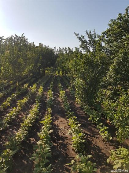 Teren de 1300 mp, în Mihăești