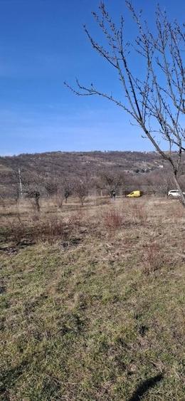 Teren Construcții intravilan de 860 mp, în Podgoria