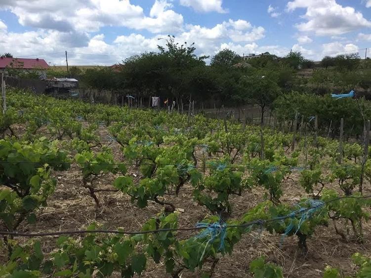 Teren de 3200 mp, în Somova