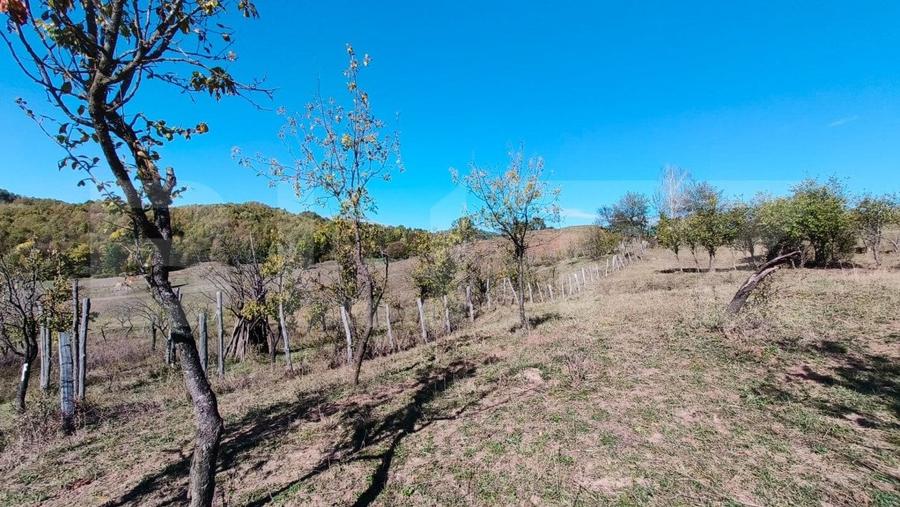 Teren agricol extravilan de 7382 mp, în Valea Lungă-Cricov