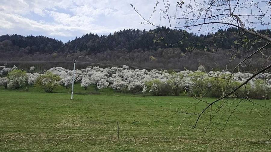 Teren de 6000 mp, în Sarasău