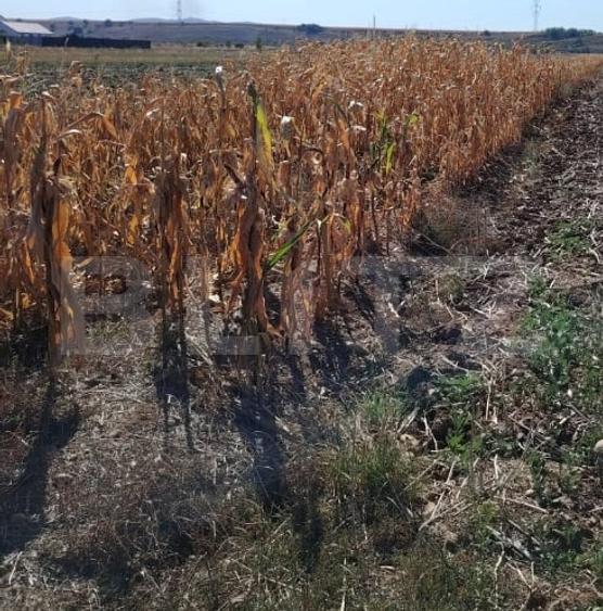 Teren Construcții de 3000 mp, în Mihai Viteazu