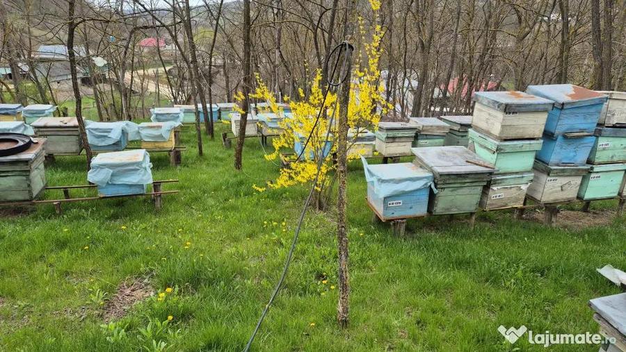 Casă cu 4 camere cu Teren 1500 Mp în Șendrești