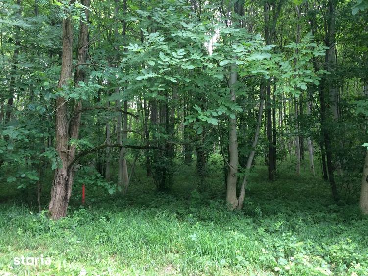 Teren 755 mp, Dem Radulescu, la 7 min de centrul orasului Rm Valcea - 9